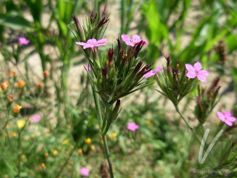 Rauhe Nelke: Blüten