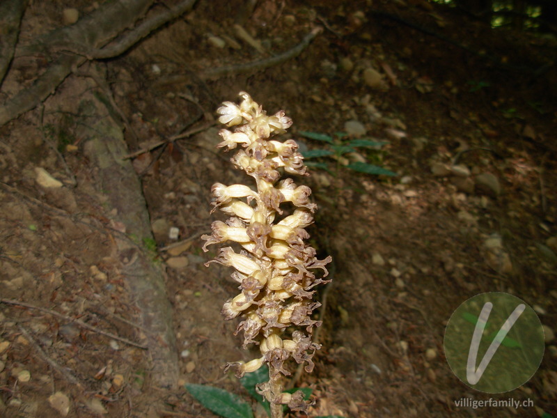 Pestwurz-Würger: Blüten