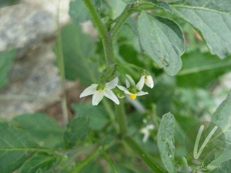 Schwarzer Nachtschatten: Blüten