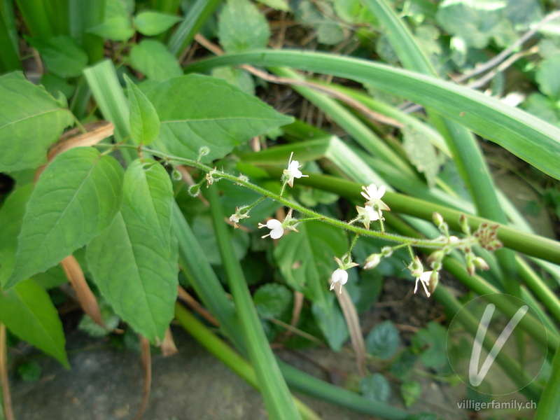 Grosses Hexenkraut: Blüten