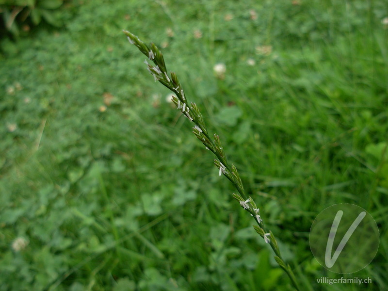 Kriechende Quecke: Blüten