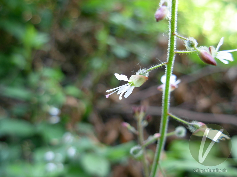 Grosses Hexenkraut: Blüten