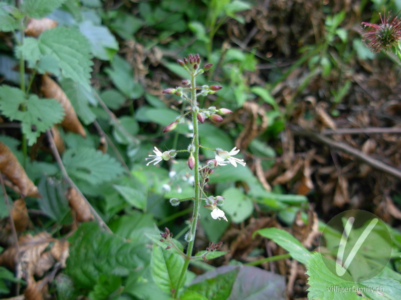 Grosses Hexenkraut: Blüten