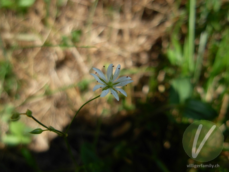 Gras-Sternmiere: Blüten