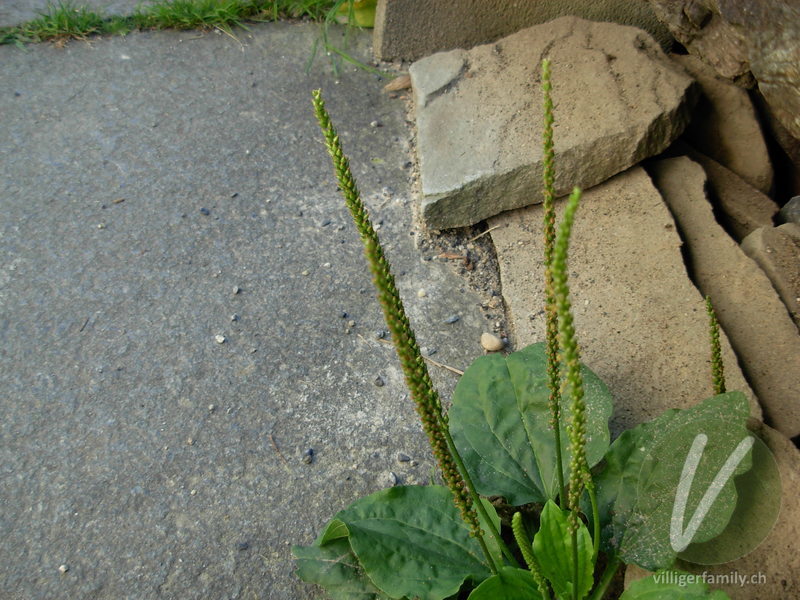 Gewöhnlicher Breit-Wegerich: Blüten