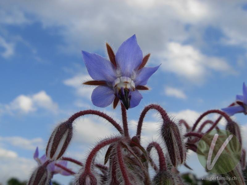 Borretsch: Blüten