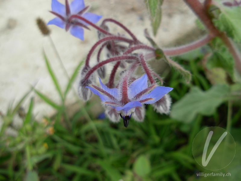 Borretsch: Blüten