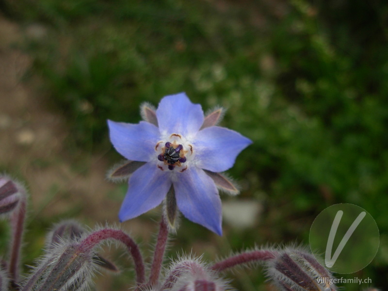 Borretsch: Blüten