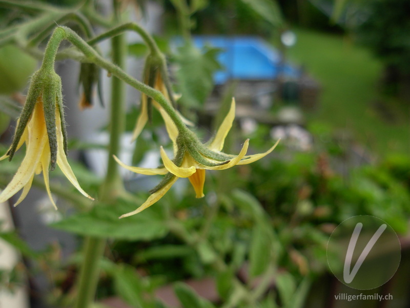 Tomate: Blüten