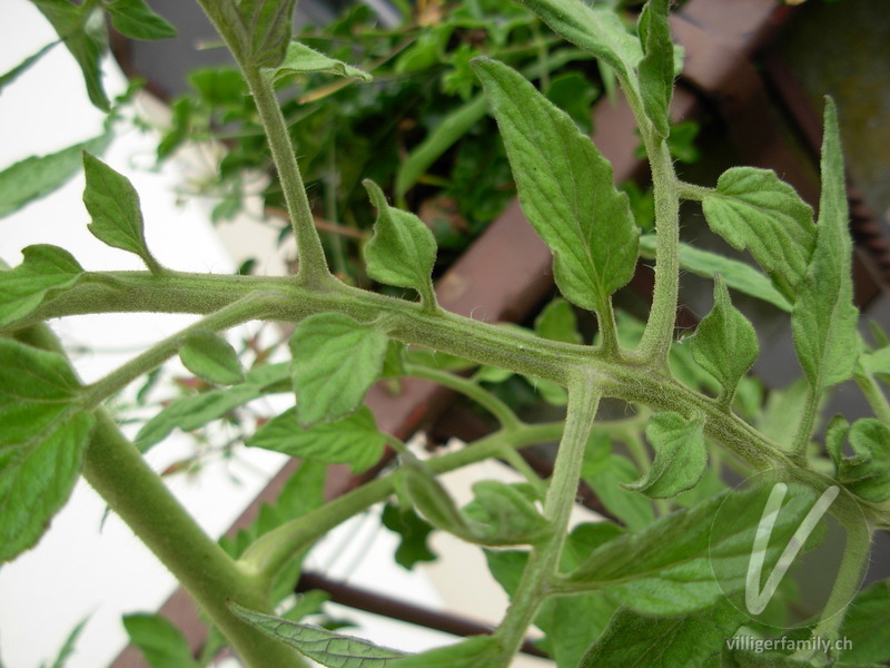 Tomate: Blätter, Stengel