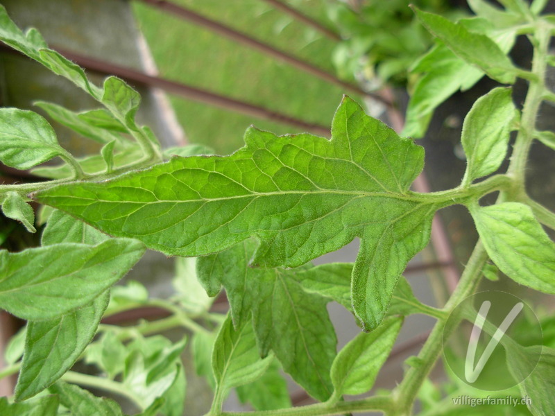 Tomate: Blätter