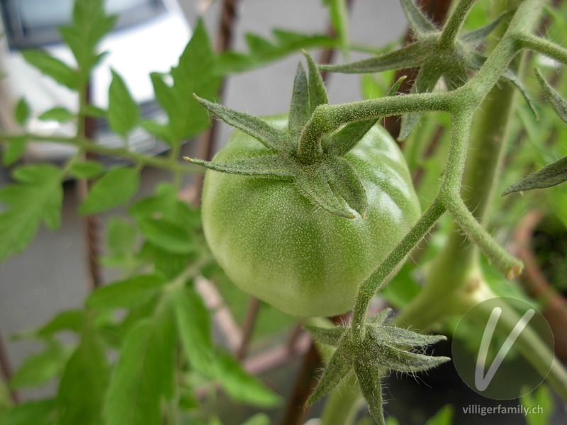 Tomate: Früchte