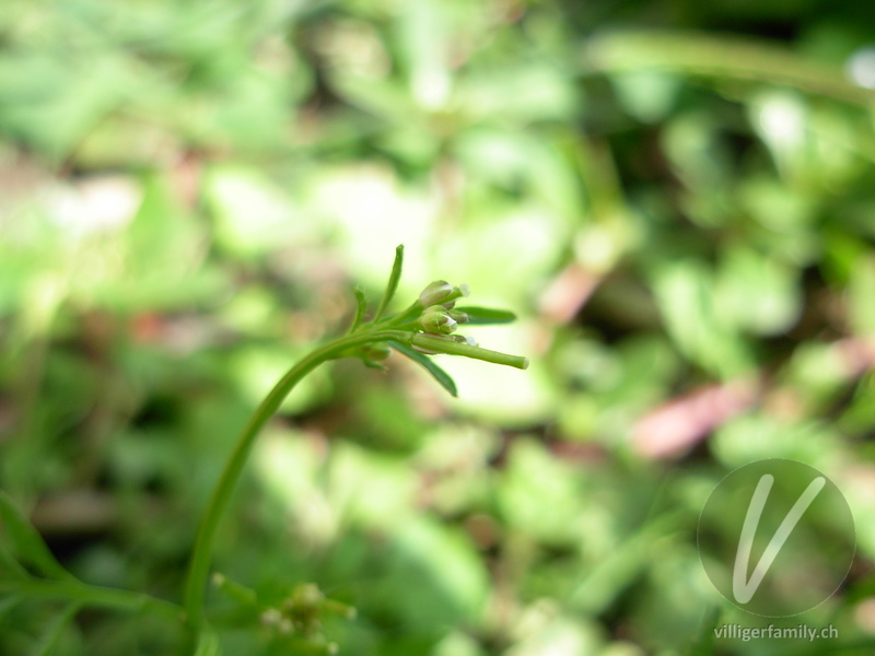 Vielstengeliges Schaumkraut: Blüten, Früchte