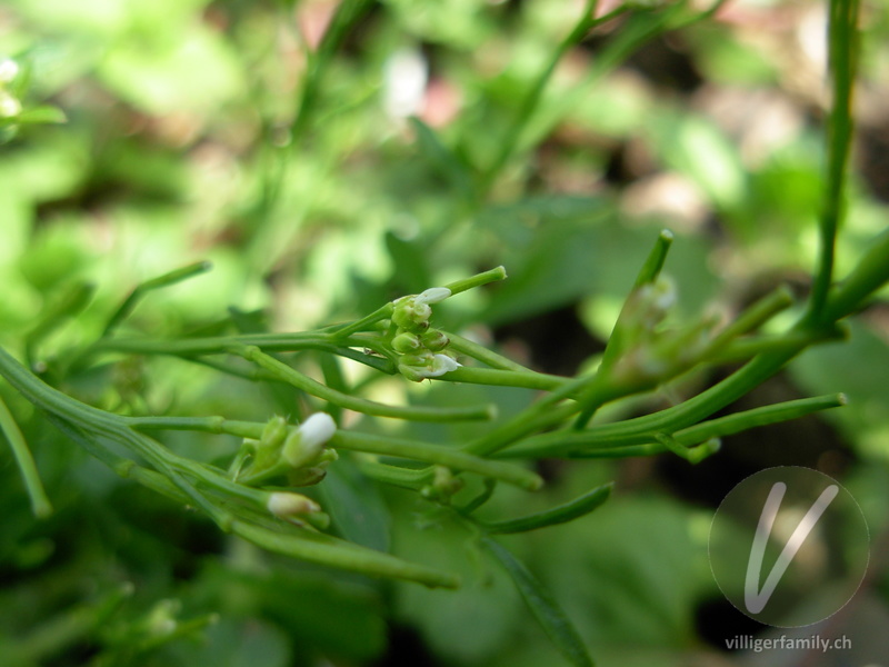 Vielstengeliges Schaumkraut: Blüten, Früchte