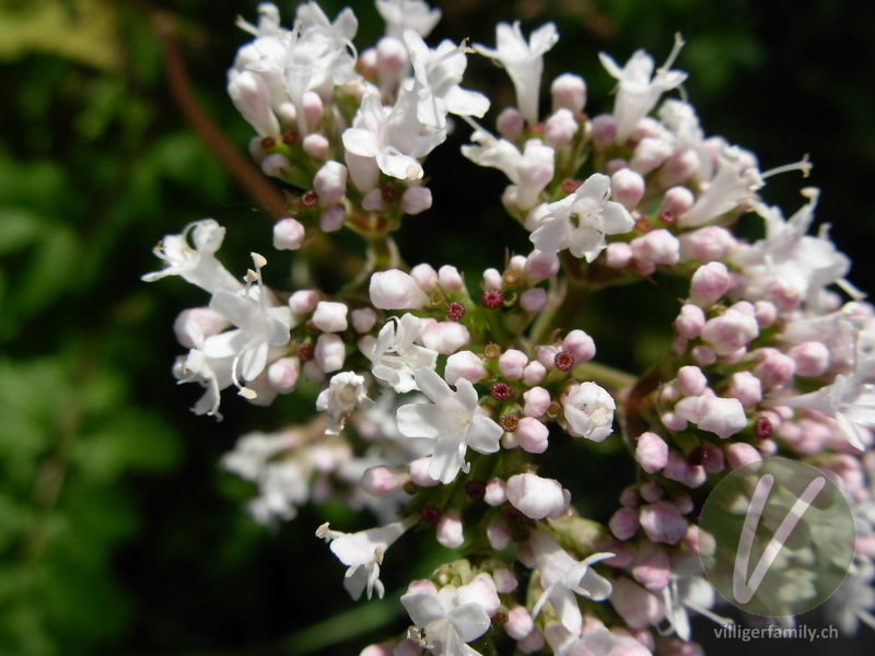 Kriechender Arznei-Baldrian: Blüten