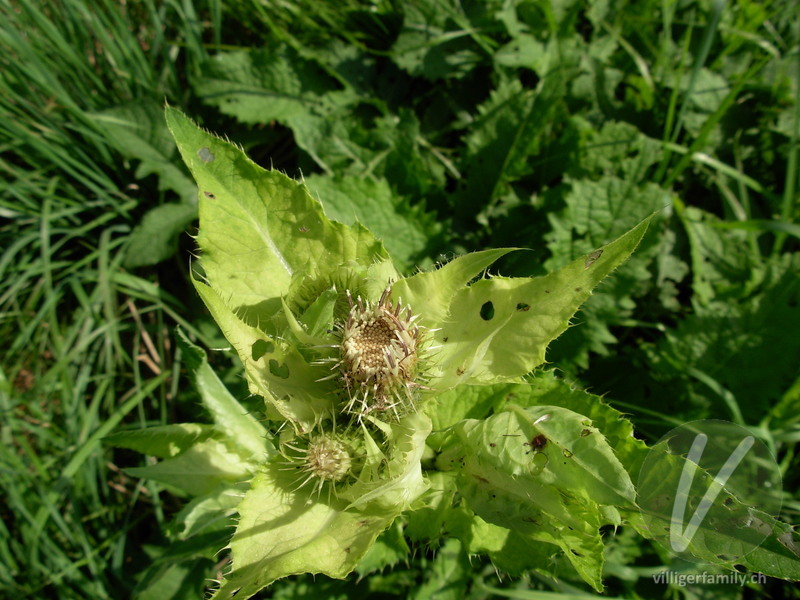 Kohldistel: Blüten