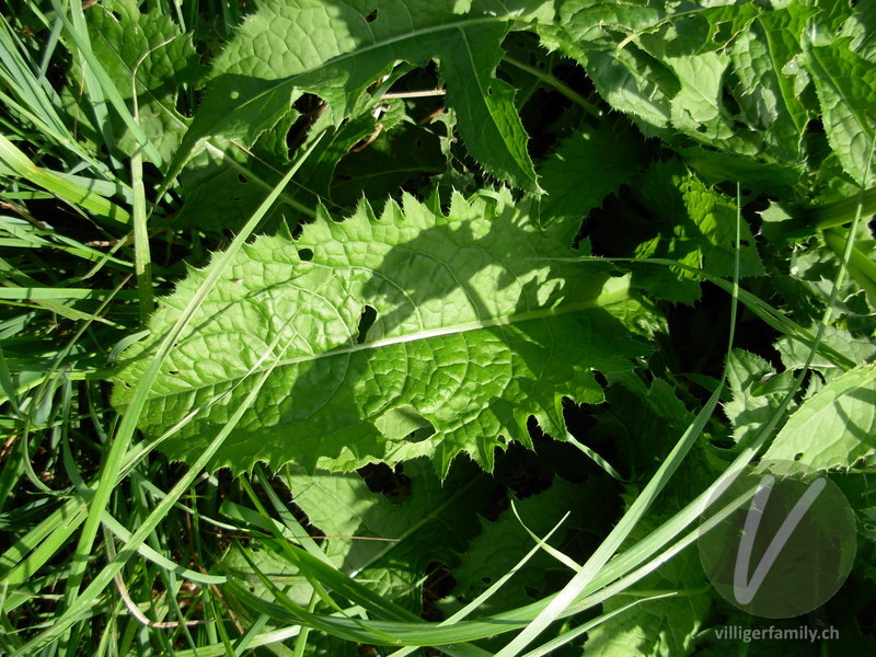 Kohldistel: Blätter