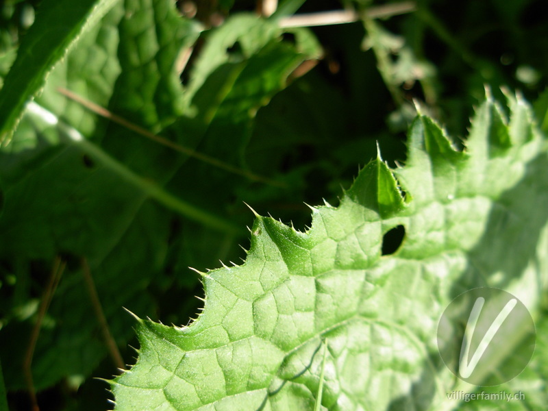 Kohldistel: Blätter