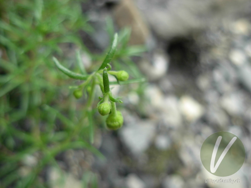 Bach-Steinbrech: Blüten