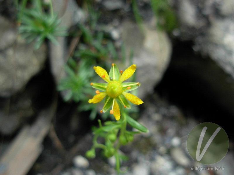 Bach-Steinbrech: Blüten