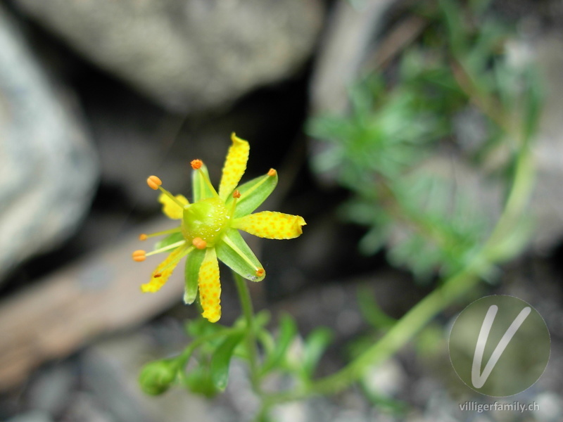 Bach-Steinbrech: Blüten