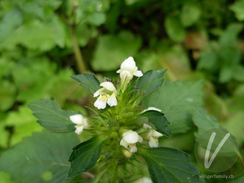 Stechender Hohlzahn: Blüten