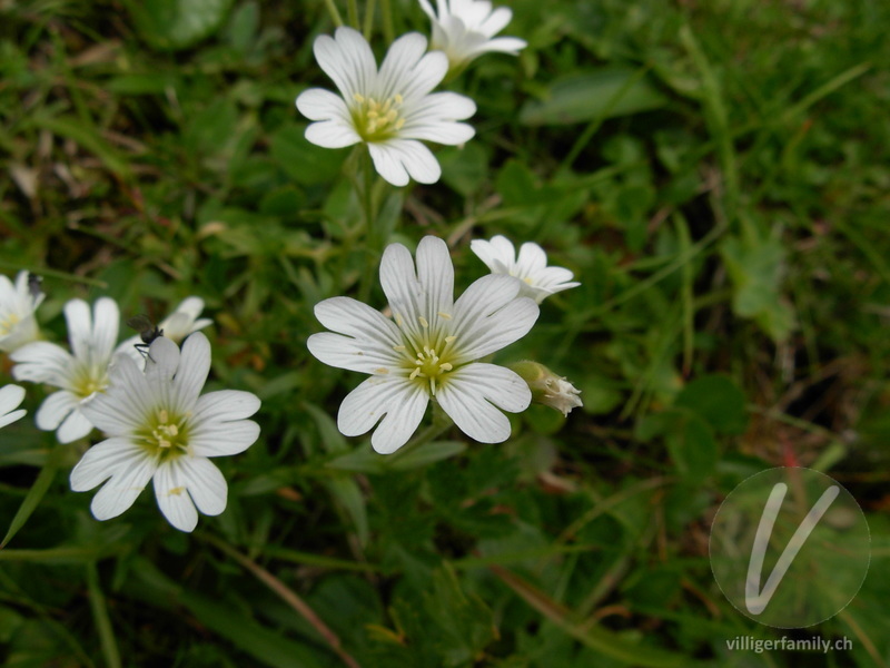 Gewöhnliches Alpen-Hornkraut: Blüten