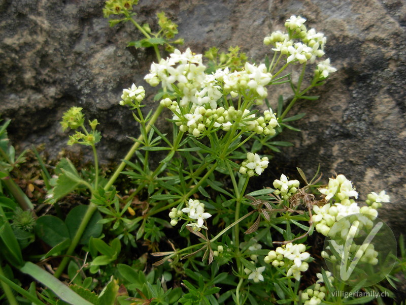 Alpen-Labkraut: Gesamtbild