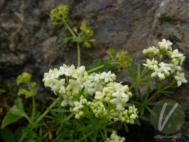 Alpen-Labkraut: Blüten