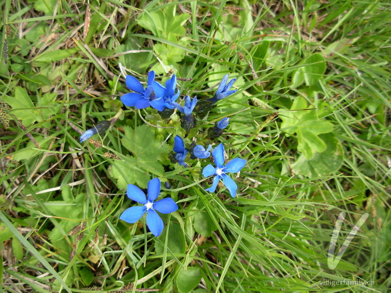 Bayerischer Enzian: Blüten