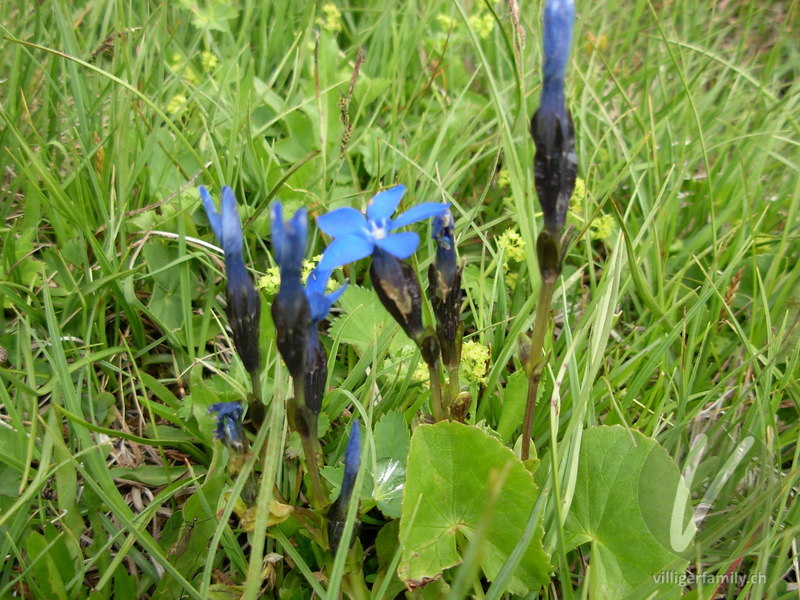 Bayerischer Enzian: Blüten