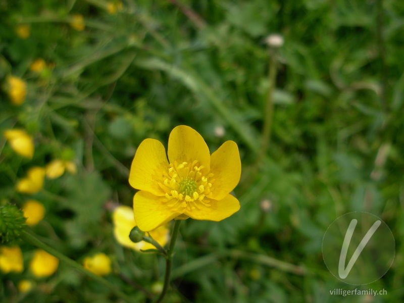 Knolliger Hain-Hahnenfuss: Blüten