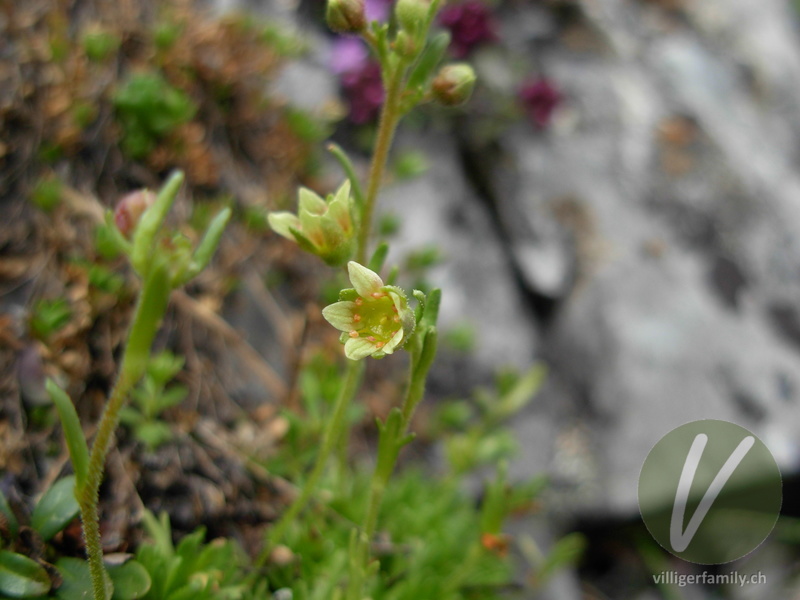 Moschus-Steinbrech: Blüten