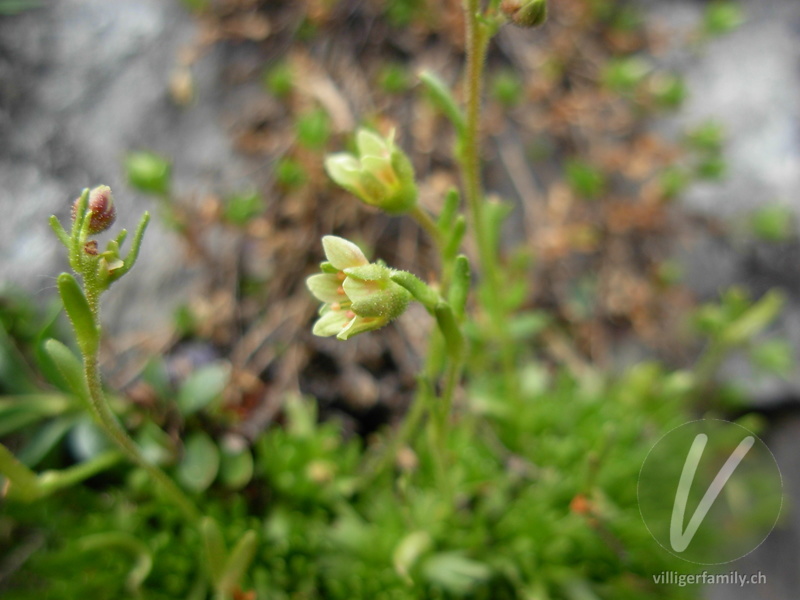 Moschus-Steinbrech: Blüten