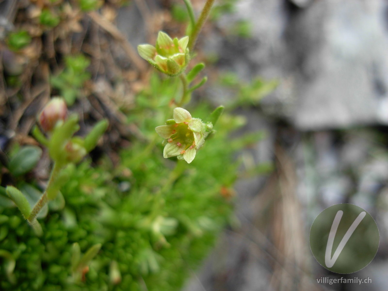 Moschus-Steinbrech: Blüten