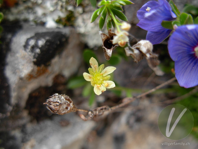 Moschus-Steinbrech: Blüten