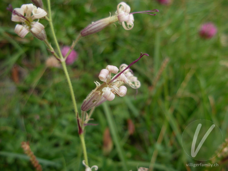 Gewöhnliches Nickendes Leimkraut: Blüten