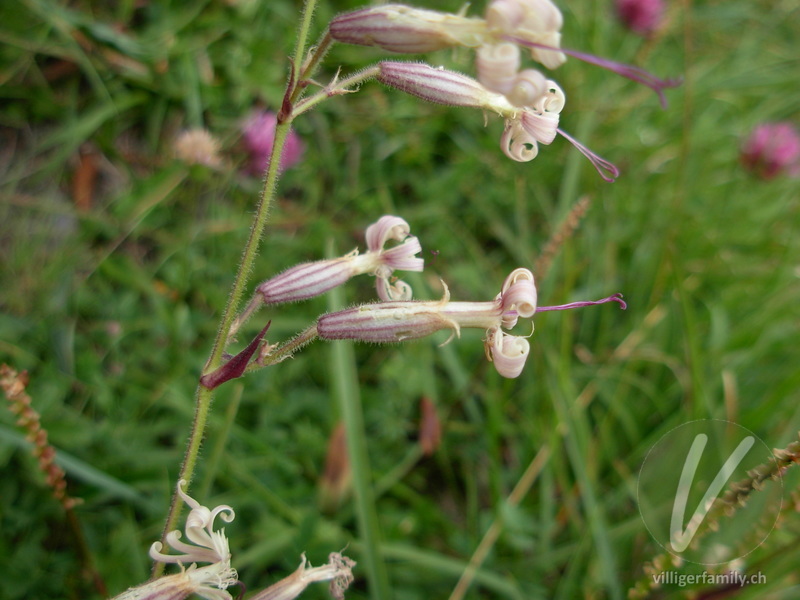 Gewöhnliches Nickendes Leimkraut: Blüten