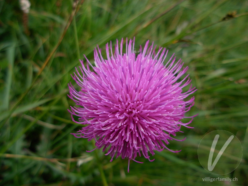 Gewöhnliche Berg-Distel: Blüten