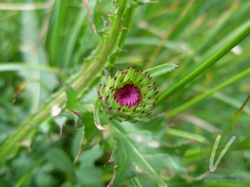 Gewöhnliche Berg-Distel: Blüten