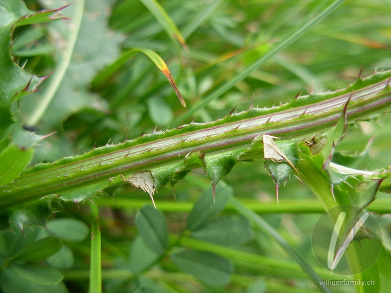 Gewöhnliche Berg-Distel: Blätter, Stengel