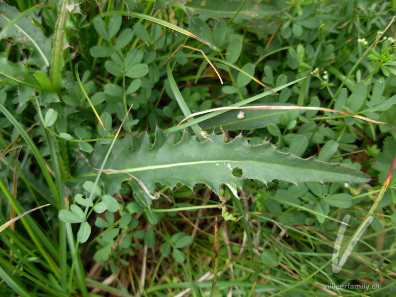 Gewöhnliche Berg-Distel: Blätter