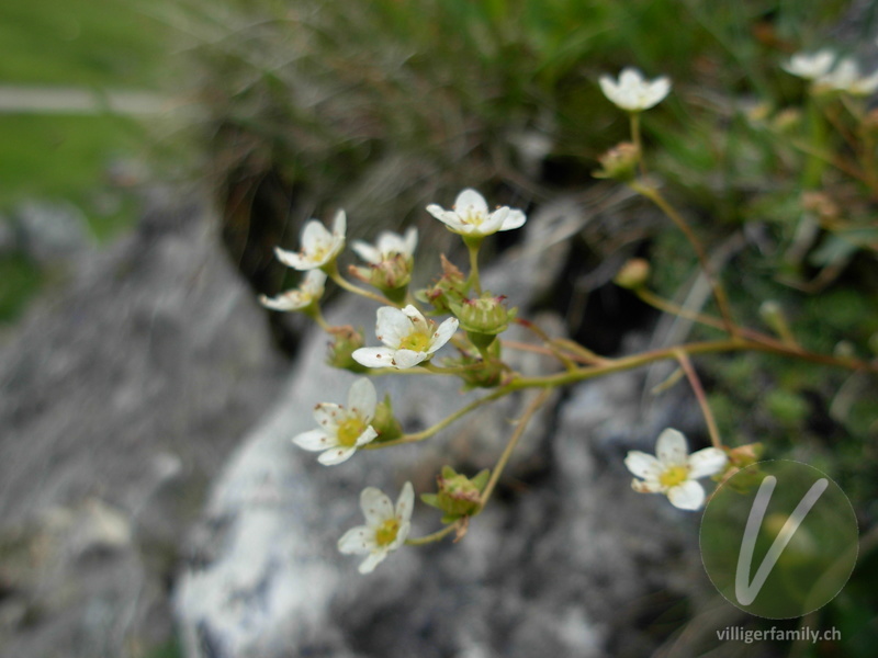 Trauben-Steinbrech: Blüten