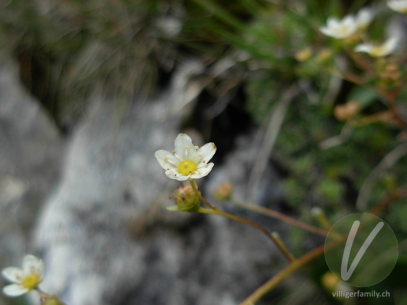 Trauben-Steinbrech: Blüten