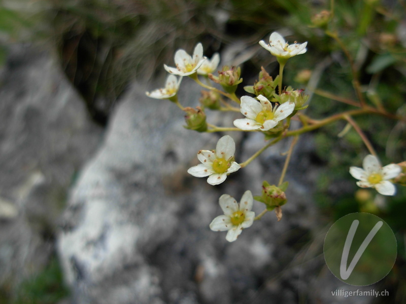 Trauben-Steinbrech: Blüten