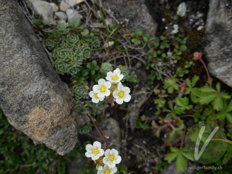 Trauben-Steinbrech: Blüten