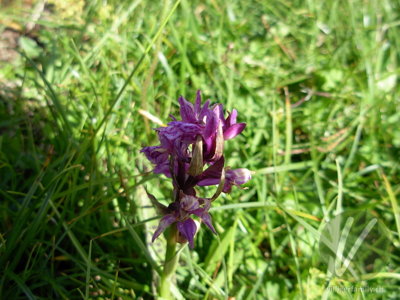 Breitblättriges Knabenkraut: Blüten