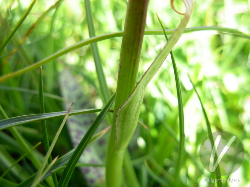 Breitblättriges Knabenkraut: Blätter, Stengel