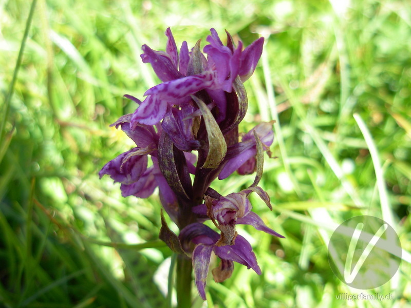 Breitblättriges Knabenkraut: Blüten