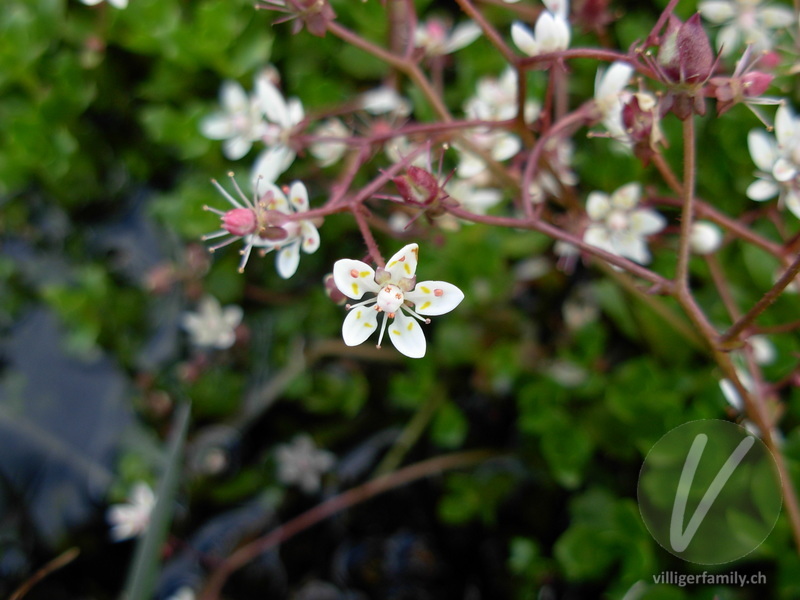 Sternblütiger Steinbrech: Blüten